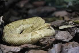 Avertissement officiel de France Diplomatie