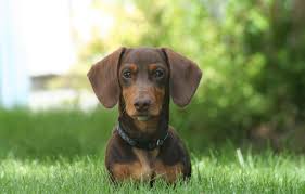 Penny Scott, bénévole qui a raccompagné Choco en avion