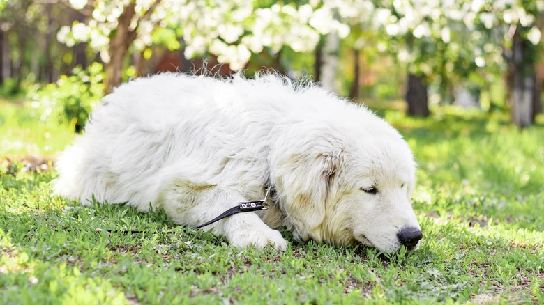 Les animaux les plus dangereux présents en France et comment réagir en cas de rencontre