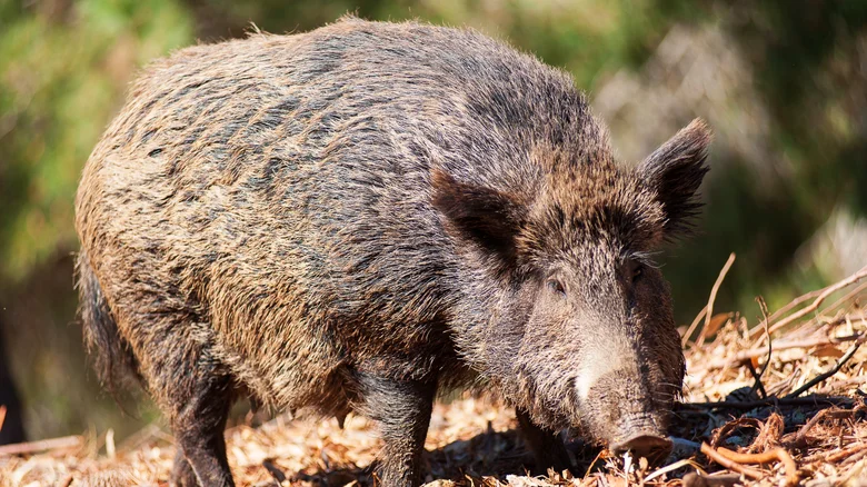 Le lynx eurasien dans les forêts alpines