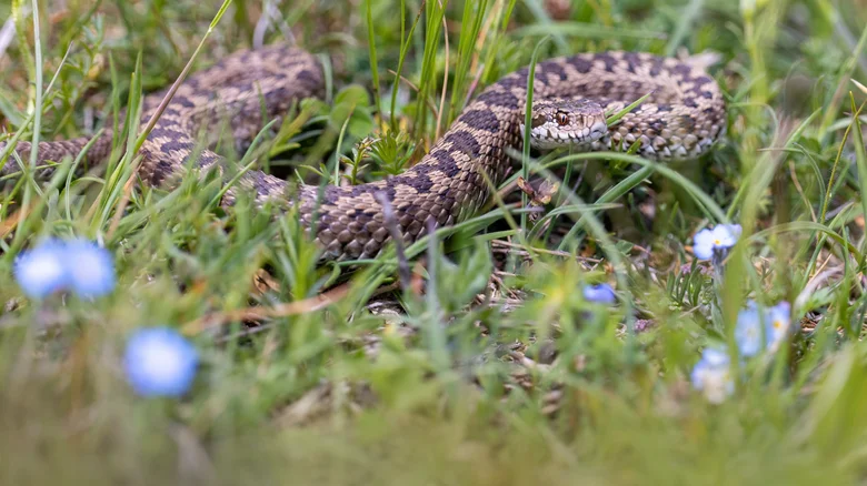 La vipère, seul serpent venimeux d'Italie