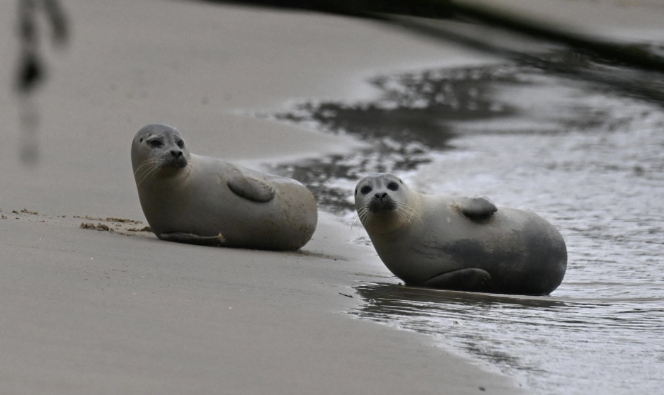 Un phoque s'invite sur une plage du Nord et s'endort au milieu des vacanciers