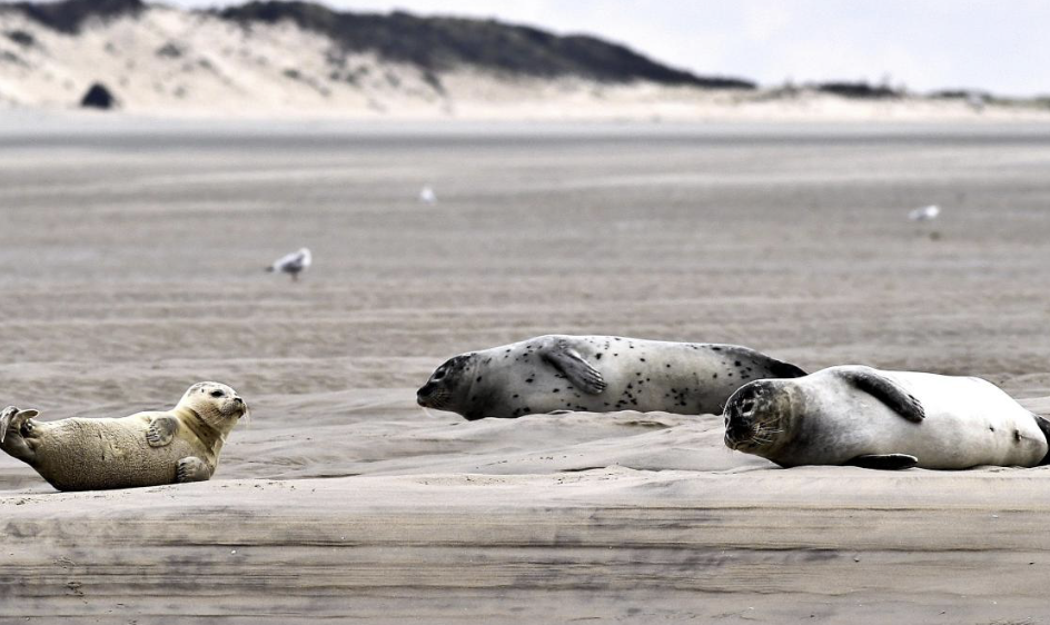Les sauveteurs de la SNSM mettent en place un périmètre de sécurité