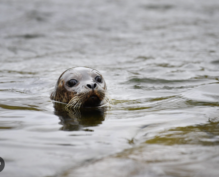 Photos du phoque partagées sur les réseaux sociaux